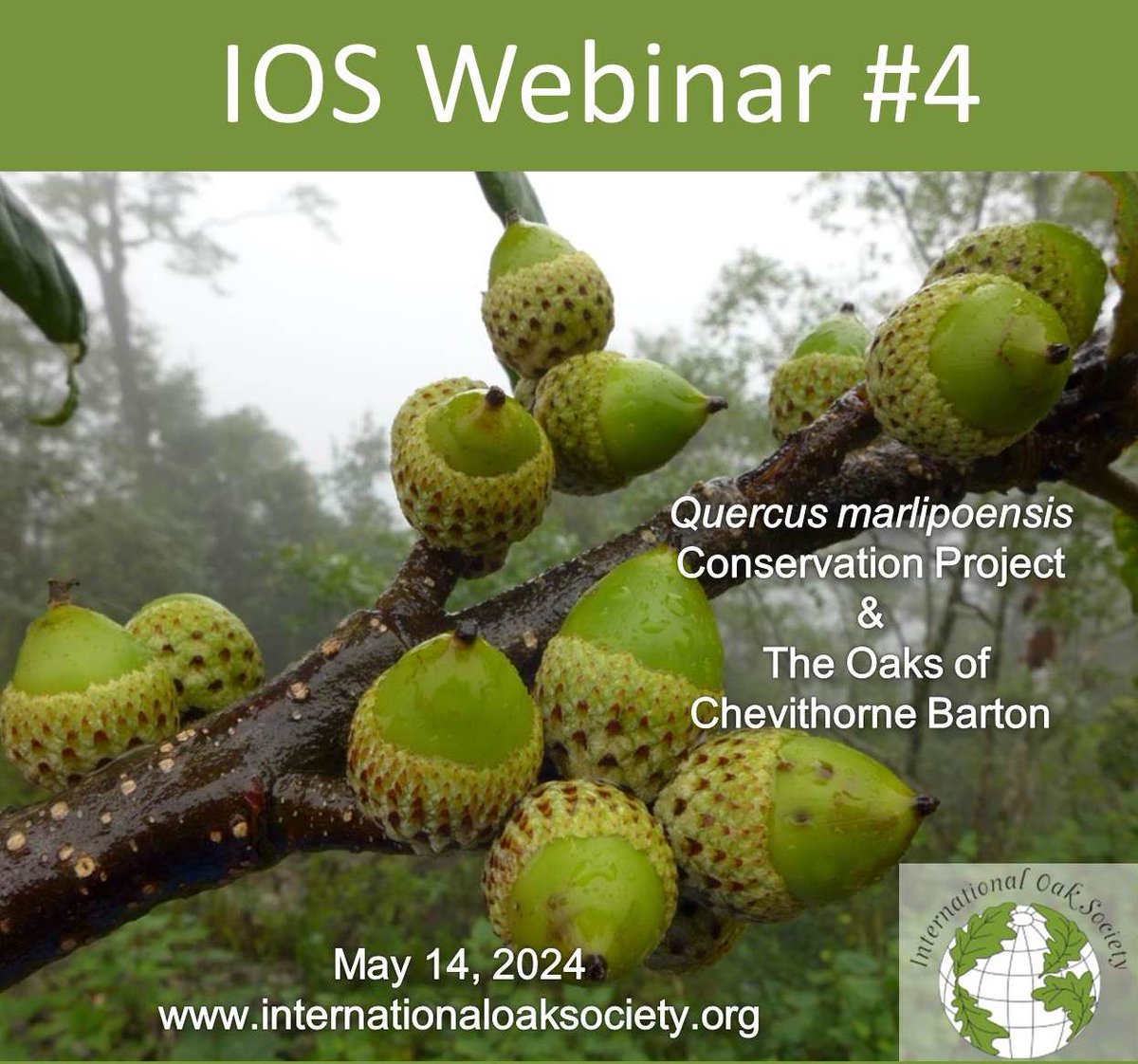 Don't miss the next IOS Webinar! Learn about a conservation project focusing on the rare and threatened Quercus marlipoensis and get to know the oaks at Chevithorne Barton, one of the top UK collections. More: bit.ly/IOSWebinar4