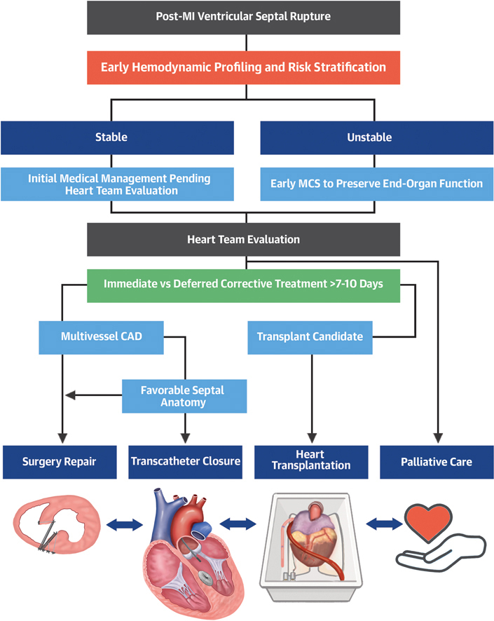 New #JACC Focus Seminar series: Ventricular septal rupture is a complex & often feared complication following #cvMI. In this piece, Dr. @RCubedduMD, et al discuss evaluation & management considerations for providers of this important post-MI complication bit.ly/3WrttXB