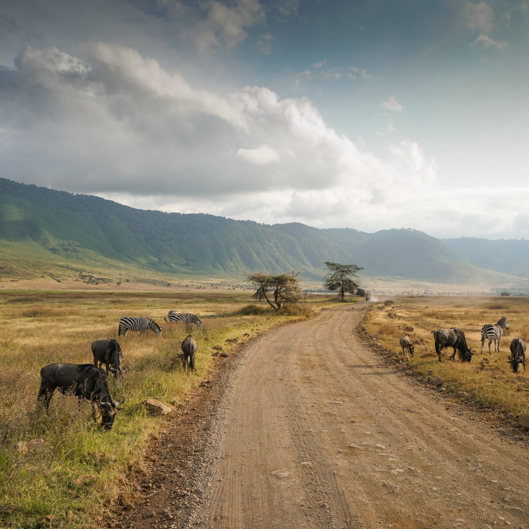 Oftentimes called the Eighth Natural Wonder of the World, the Ngorongoro Crater is an extensive highland area.

Visit @ conservationcaravansafaris.com/ngorongoro-cra…

Info@conservationcaravansafaris.com

#conservationcaravansafaris #TanzaniaSafari #ngorongoro #ngorongoronationalpark