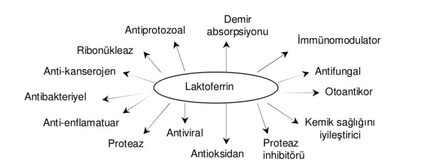 Laktoferrin antibakteriyal, antifungal, antiviral, antiprotozoal, antioksidant, antikanserojen, kemik sağlığını iyileştirici, bağırsakta demir absorpsiyonunu düzenleyici, antienflamatuar, immünomodulatör gibi birçok biyolojik aktiviteye sahip olduğundan çok fonksiyonlu protein