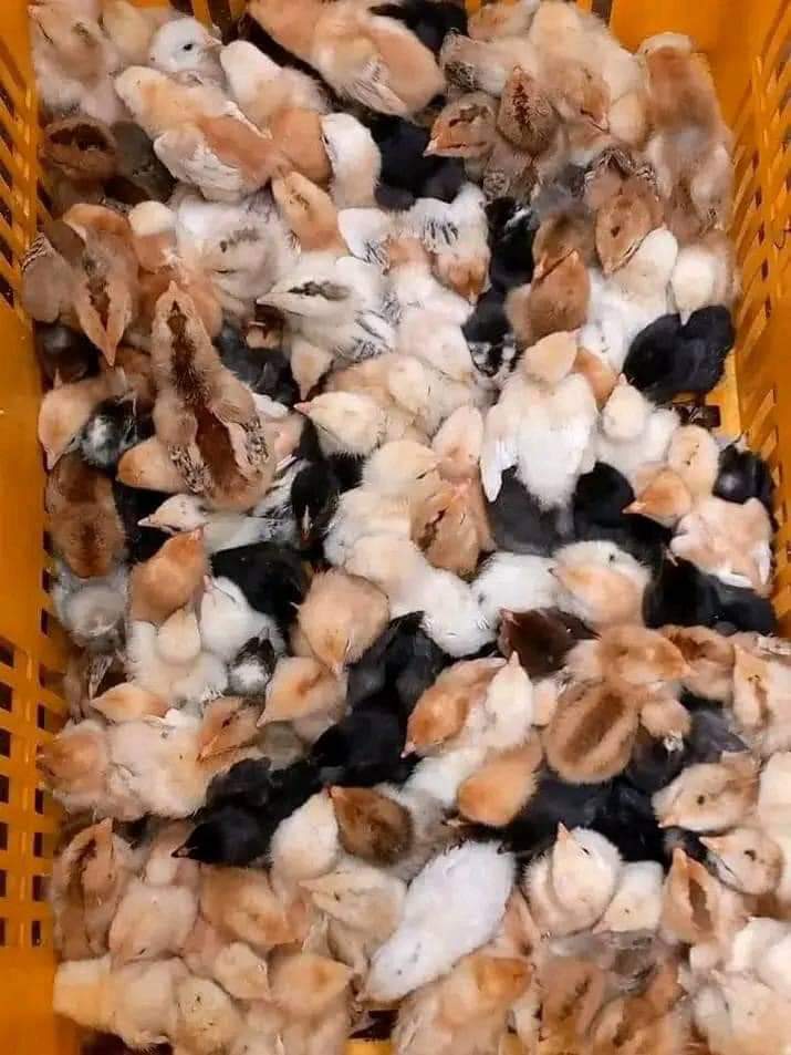 Day Old Chicks🐤 PRICES FOR 9/5/24

 Agrited Broiler:₦1,000⬆️
 Other Hactery Broler:₦930⬆️
Amo Noiler:₦730➡️
===

Binance CEO Sabinus Ashawo Opay Naira Access Bank Ilorin Priscilla Seyi Tinubu Cheating Olise De Gea NURTW Kizz Daniel Protest Kano LinkedIn Kuda Akwa Ibom Banks