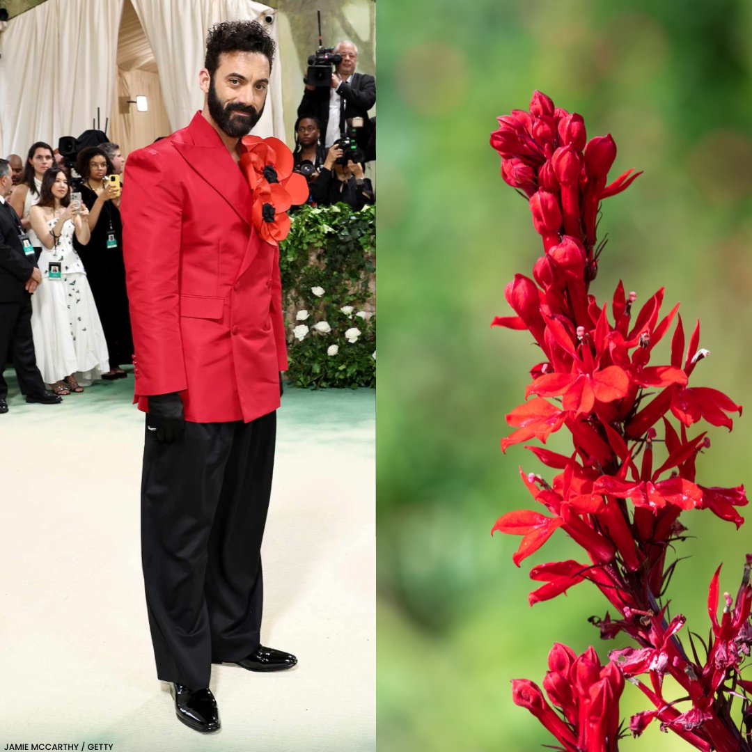 Who won the 2024 #MetGala? #Nature! The “Garden of Time” dress code at the annual fashion extravaganza bloomed many beautiful looks on its green carpet. We couldn’t help but notice there may be some inspiration from native plants! 🌸 🌻