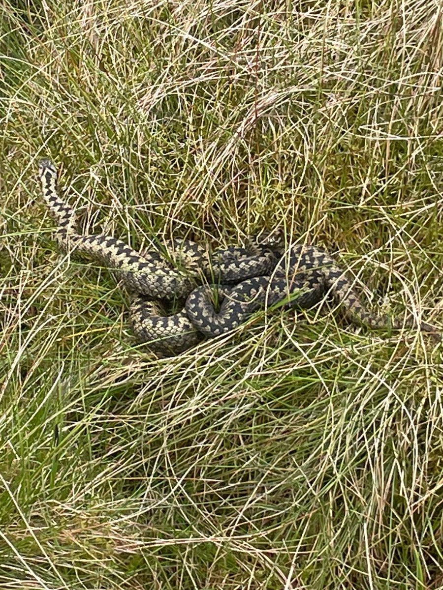 My sis got rly close to some adders while doing peat surveying