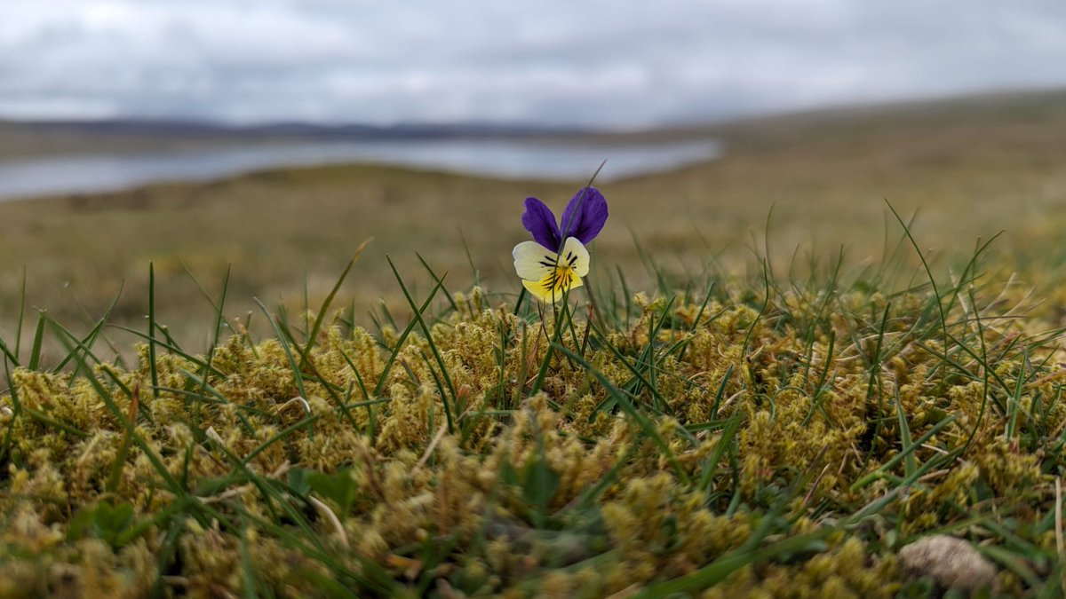 Loved this lone Mountain Pansy (Viola lutea) standing out like a beacon in an otherwise bleak landscape. One of my faves! #botany #teesdale