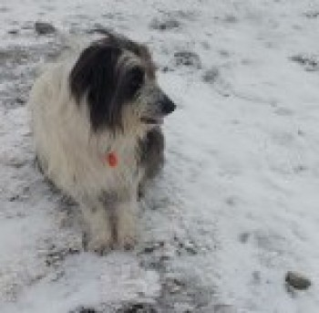 🆘5 MAY 2024 #Lost FLUFFY #ScanMe #Tagged
Black & White Bearded Collie Female
On a walk up Stob Ghabhar Mountain from Glen Etive on May 5th.
#StobGhabhar #GlenEtive #ScottishHighlands #Scotland #PH49 
SIGHTINGS PLZ☎️07395544595
doglost.co.uk/dog-blog.php?d…