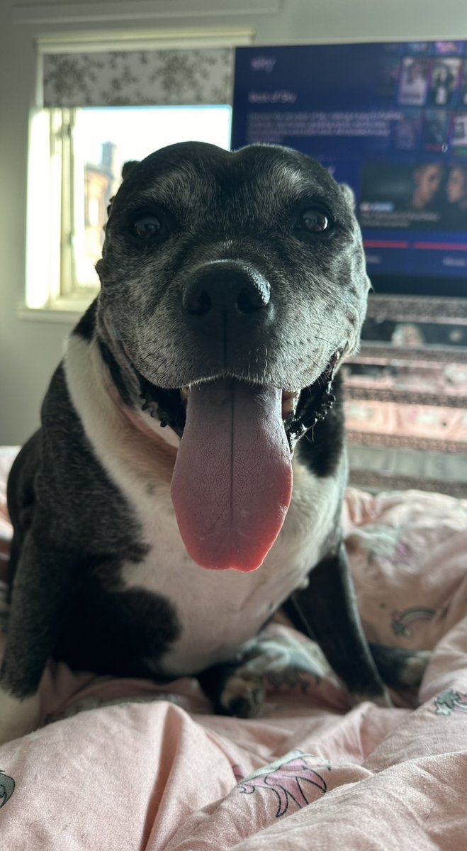 Happy #tongueouttuesday from Doogie 😍🤩 #staffie @SeniorStaffy #rescuedog 💙