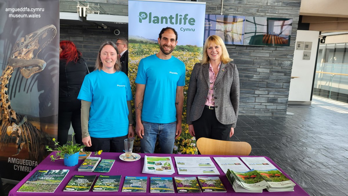We’re particularly grateful to our butterfly orchid species champion @CThomasMS for organising an incredible Senedd biodiversity event and being a tireless champion for Welsh plants!