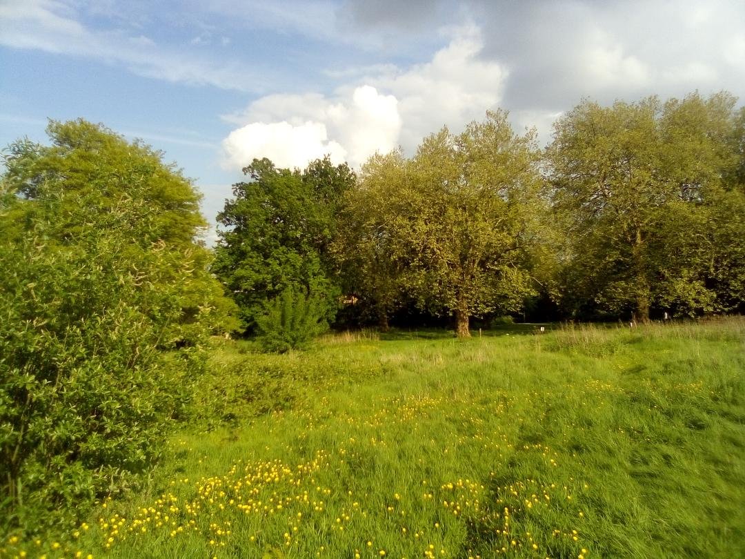 SPUGHackney's tweet image. SPUG Members' have been planting new Hedges with the help of dedicated @hackneycouncil Parks Staff. Thanks to @SPUGHackney member @sartain_stephen who took these fantastic pictures of Wilson Hill showing some of the Hedges Planted. Please visit and enjoy our beautiful park