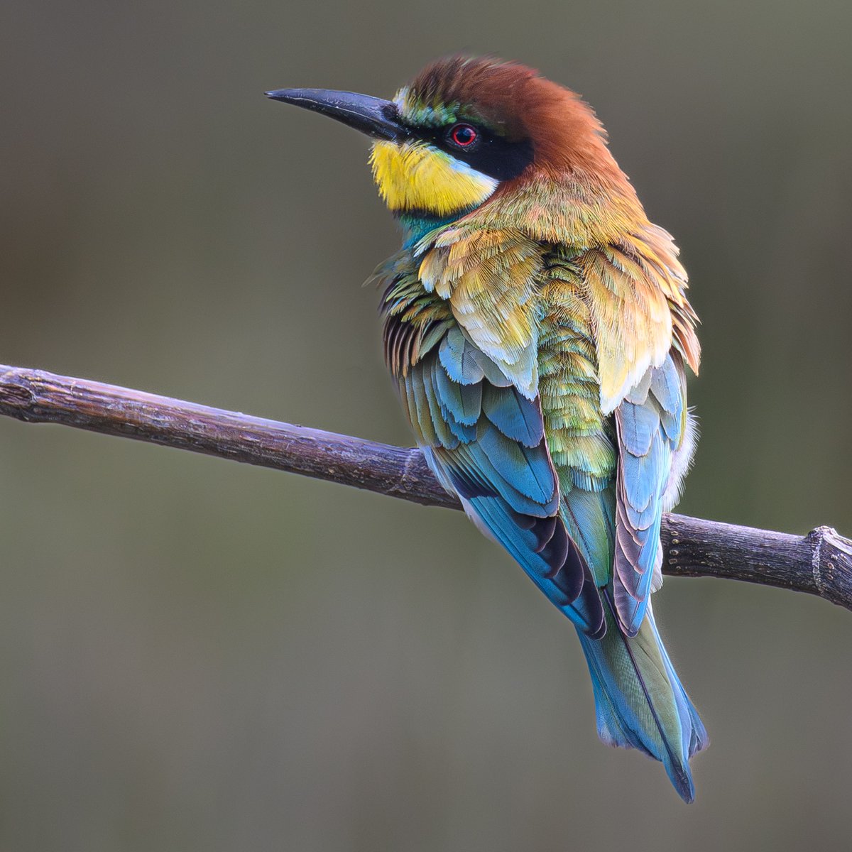 The beautiful European bee-eater photographed on Lesvos island, Greece #BirdsSeenIn2024 #TwitterNaturePhotography #nature #TwitterNatureCommunity #NatureGoneWild #NatureLover #naturelovers