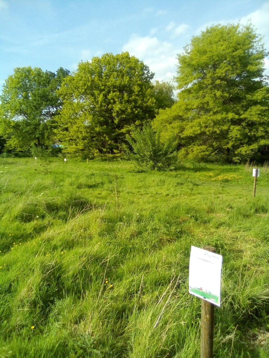 SPUGHackney's tweet image. SPUG Members' have been planting new Hedges with the help of dedicated @hackneycouncil Parks Staff. Thanks to @SPUGHackney member @sartain_stephen who took these fantastic pictures of Wilson Hill showing some of the Hedges Planted. Please visit and enjoy our beautiful park