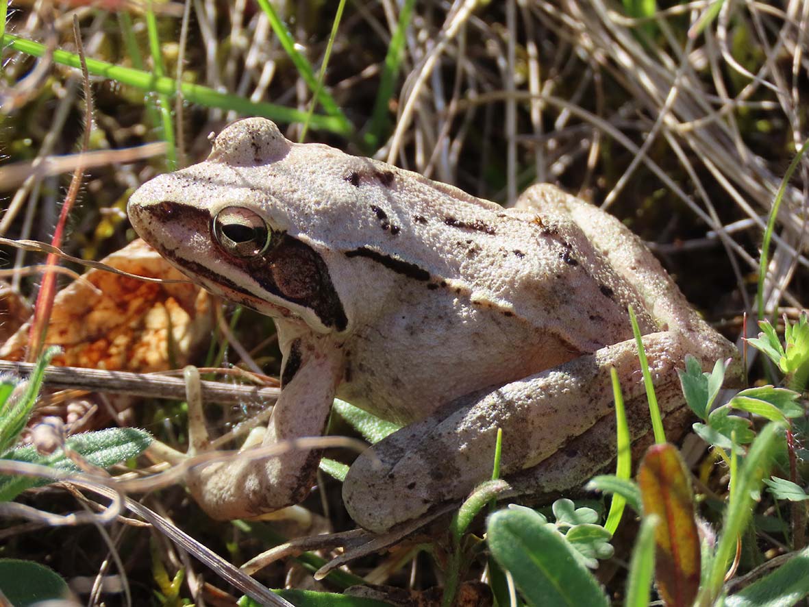 A beautifully camouflaged Agile Frog Rana agilis in dry grassland at The Lobau, Vienna, Austria