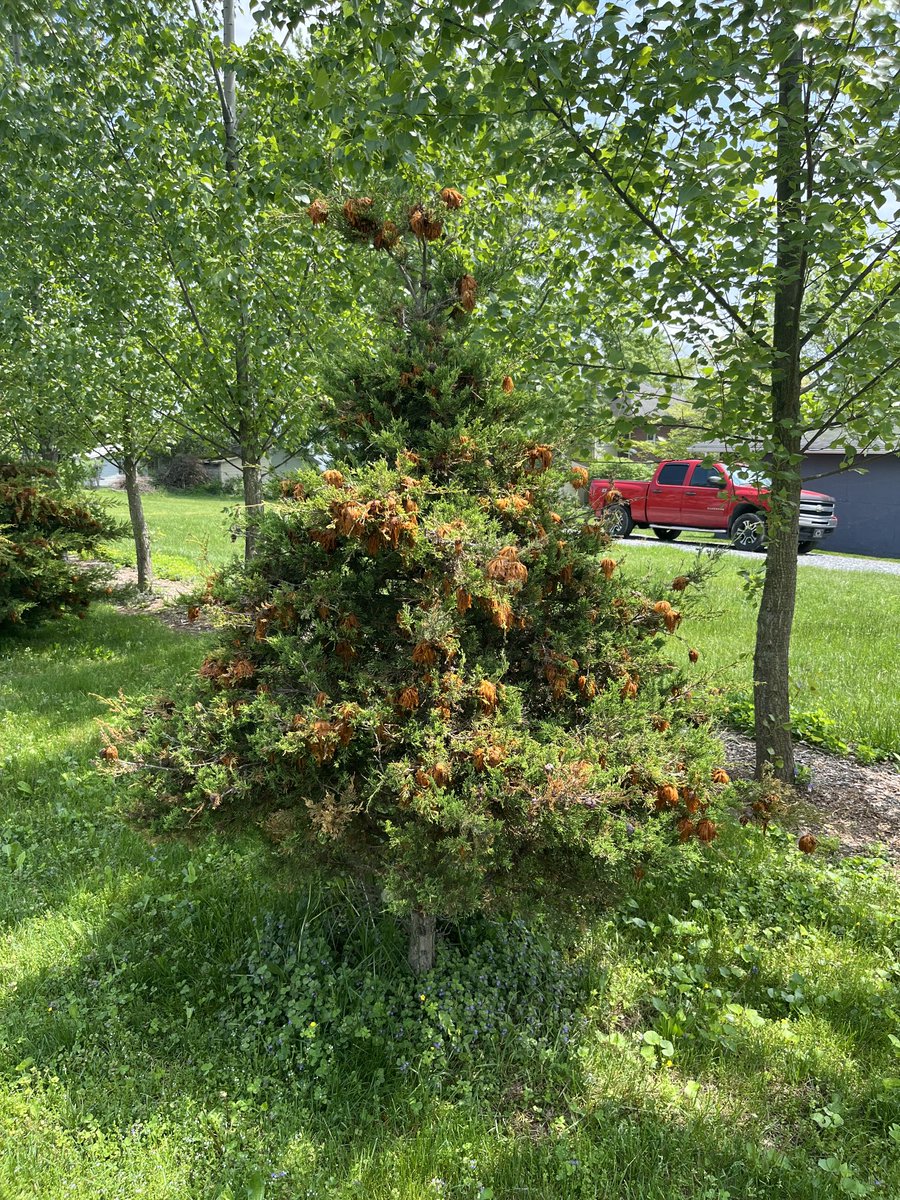 PSU TreeFruit Doctor tweet media