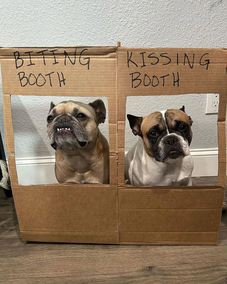 Frenchie Booth 😂