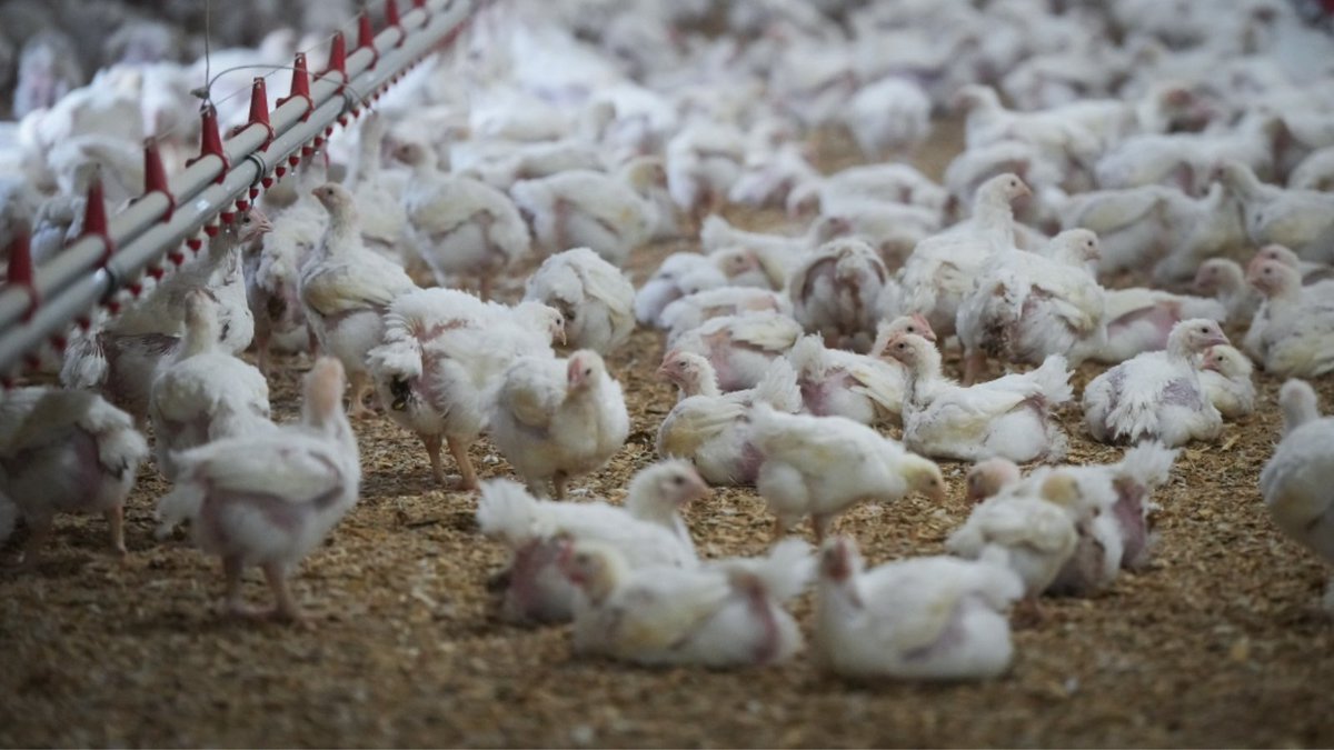 'Pandemic potential': Risk of mutation of avian flu. Matthew Miller, director @McMasterIIDR & @MacGlobalNexus, talks about H5N1’s sudden transition to spreading readily in mammals. @CTVNews Learn more: ow.ly/VIMy50RyuQ0