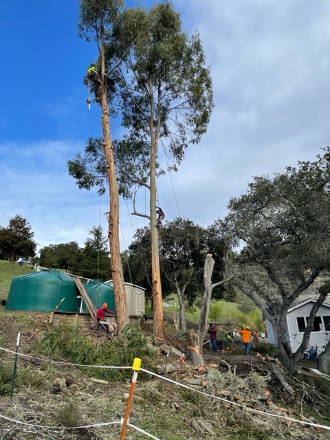 ColoresTree's tweet image. Overgrown trees? Let us tidy them up with our tree-cleaning services. We&apos;ll remove dead branches and debris for a healthier, neater appearance. #TreeCleaning 
treeservicesaromas.com/contact