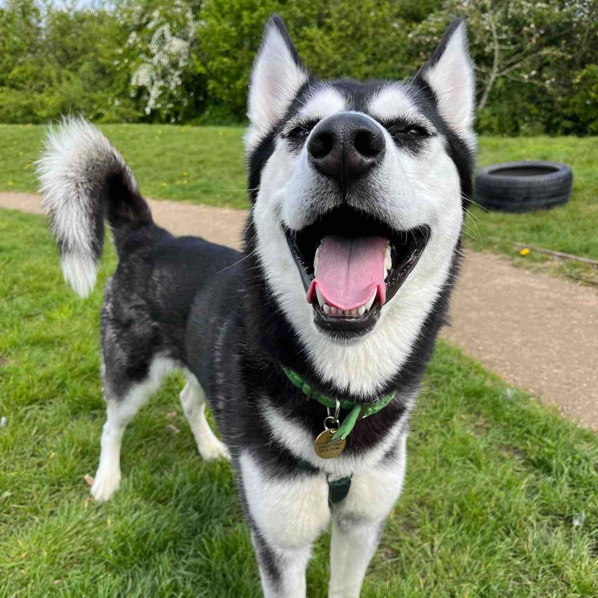 Do you think Odin knows how handsome he is?🥰 #CotsDogsCats #Husky #TongueOutTuesday