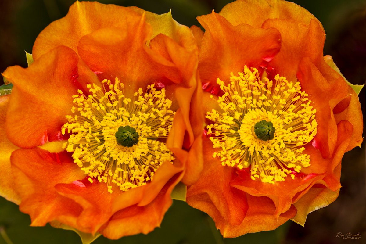 Prickly Pear Cactus flowers in our backyard. #Cactus #Flowers #Macro #MacroHour #ThePhotoHour #ElPaso #Texas