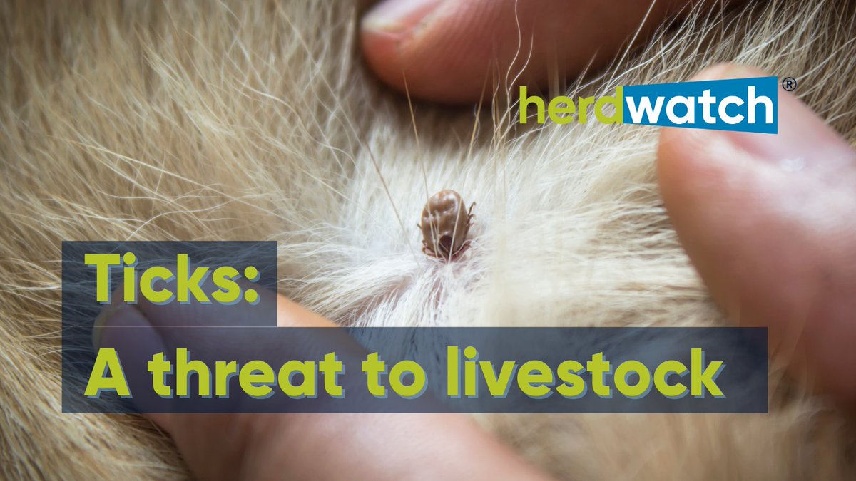 Ticks may be small, but they can pose a big threat for livestock! 🪳🐑 Find out how ticks can impact your flock, how to reduce risk and how Herdwatch can simplify your medicine recording⤵️ hubs.li/Q02wmz1W0 #Ticks #Sheep #FarmingUK