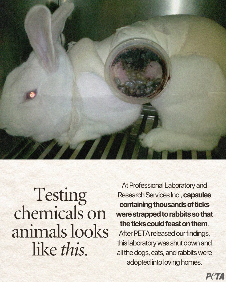 We helped save animals trapped in this lab, but others still need your help! 
 
PETA scientists have a road map to replacing ALL animal experiments with modern, animal-free research methods—we need your support to make it a reality 👉 peta.vg/3vsq