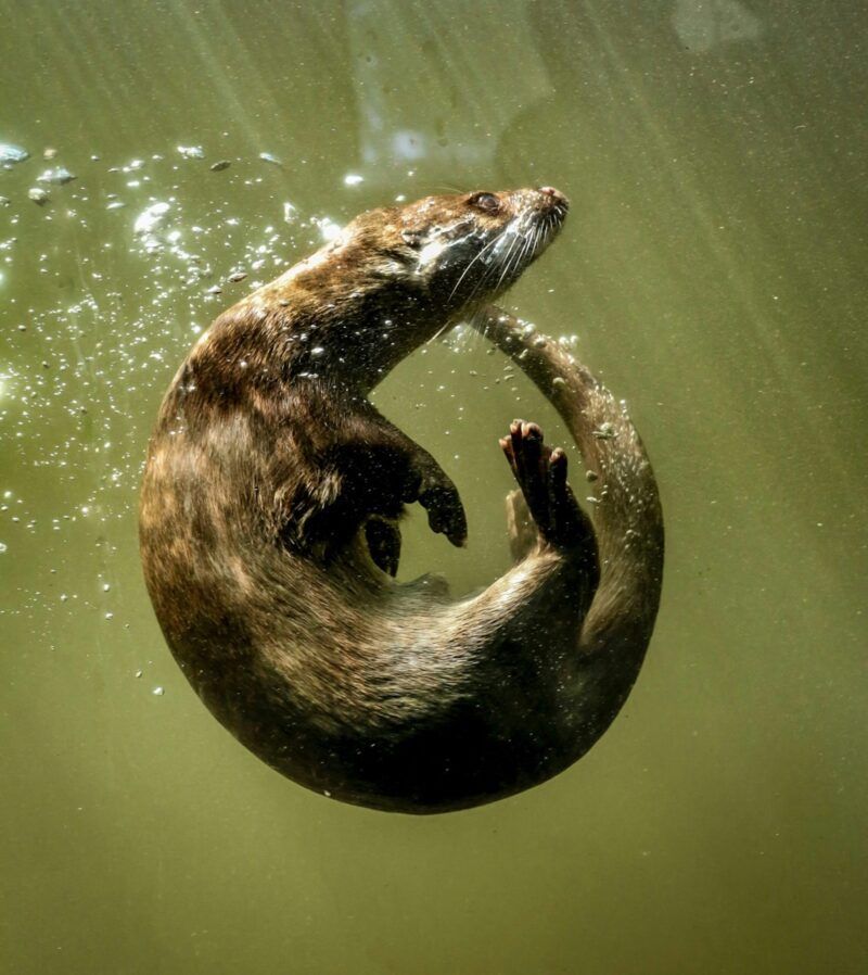 Otters are very cute and super swimmers! Their nostrils and ears close to prevent water from entering their bodies and they can take naps on their backs (while holding paws with their buddies). More: earthsky.org/earth/otters-a… youtube.com/shorts/6rWmfgI… 📸 Ray Harrington/ Unsplash.