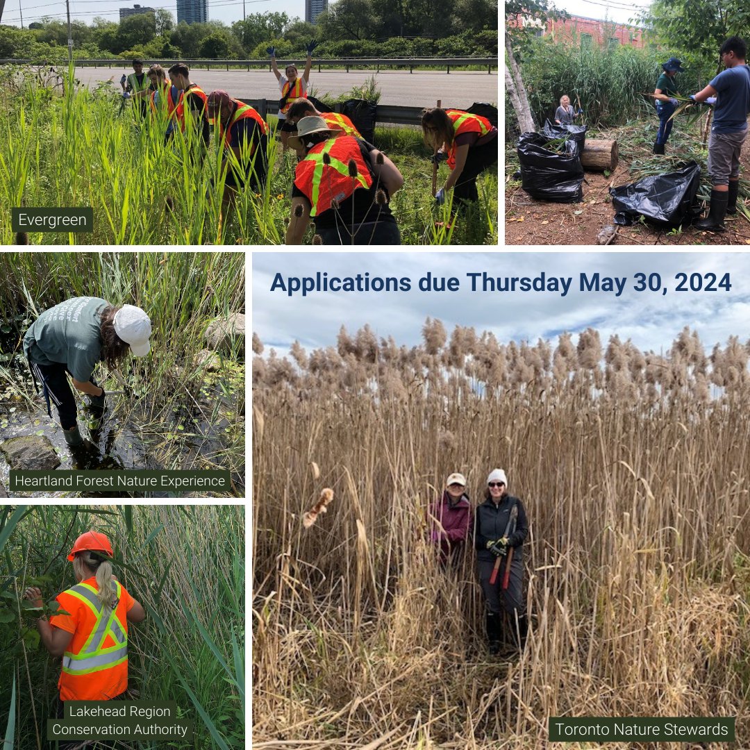 Do you have a Phragmites monitoring, management, or innovation project? Consider applying for the Invasive Phragmites Control Fund! Ontario-based projects can receive $2,500 - $50,000. Learn more: bit.ly/4aUL3Ys