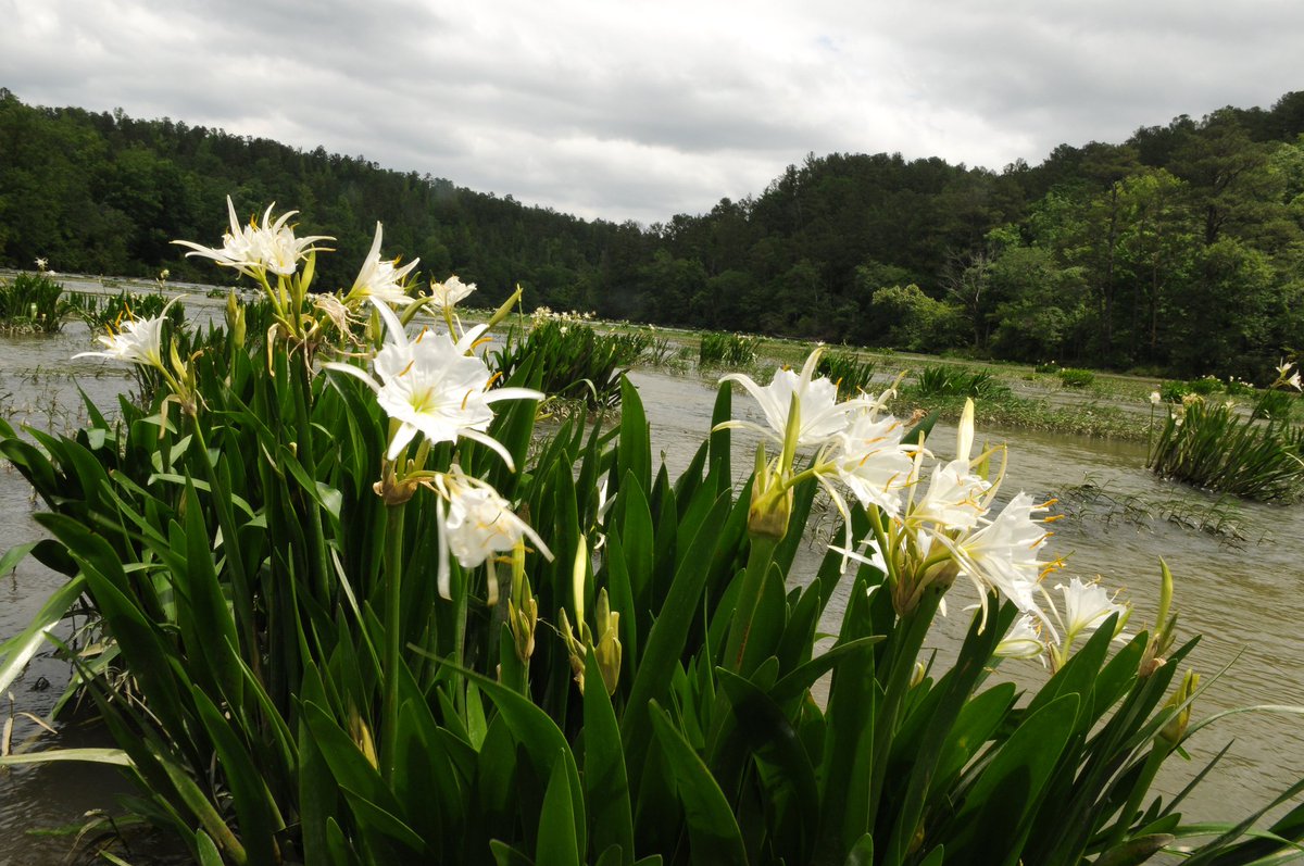 The Cahaba lily grows along the shores of the Cahaba River in Alabama. 

Although they on bloom for only a short time in the spring (typically May & June), they leave a lasting impression on those lucky enough to see them.

#NationalWildflowerWeek

📸Garry Tucker/USFWS