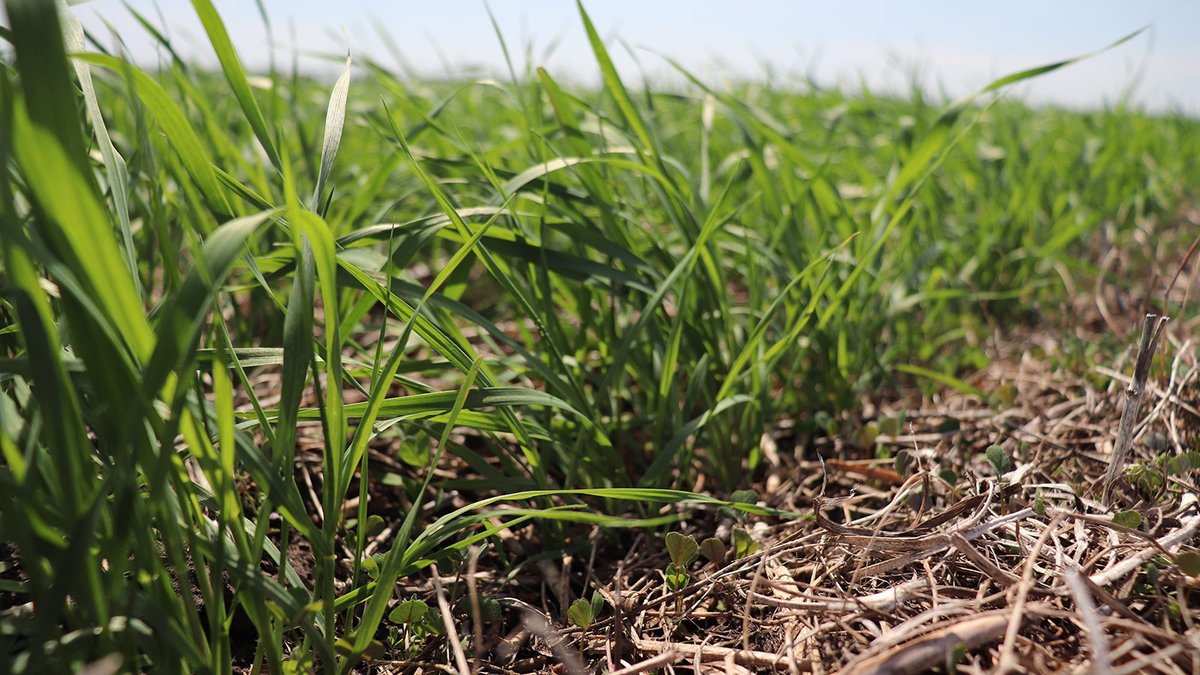 Winter wheat plant stands should be assessed once dormancy has broken and regrowth has started. Winter wheat can compensate for thin plant stands by increasing tillering, but this won’t likely be able to fully compensate for a thin stand. Learn more: ow.ly/BRhv50RxVcy