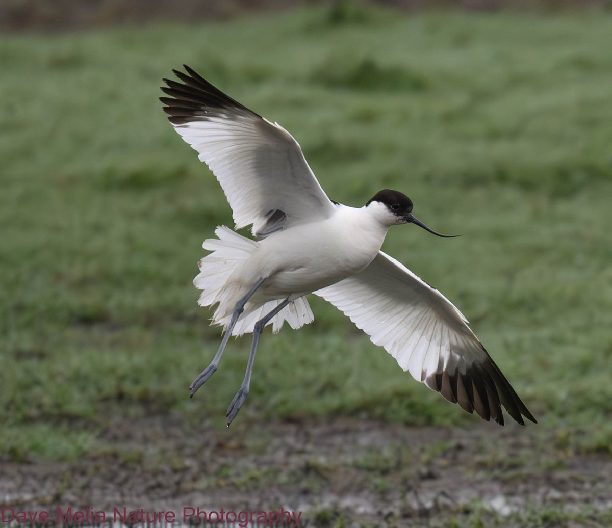 Avocet at Marshside ,i sat off and waited for it eventually take flight to capture it