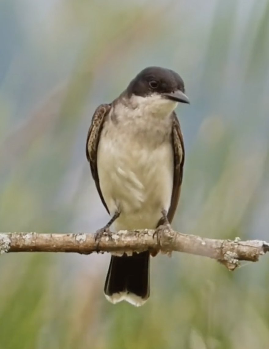 2️⃣ Eastern Kingbird - a medium flycatcher who is rarely seen drinking water. These birds rely almost entirely on fruit and insects for their hydration.