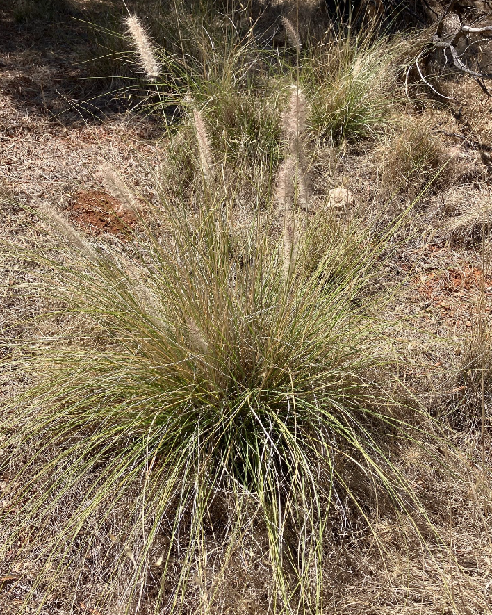 BotanicalAnime's tweet photo. 🧾 It's included in the Spanish Catalog of Invasive Exotic Species. This species competes and displaces native vegetation through the formation of monospecific bushes, in addition to the physical-chemical properties of the soil.
📷: GBIF
(10/10) https://t.co/a9i7mpIWyv