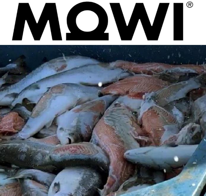 'Terrible figures': Mowi reports unprecedented number of low-quality salmon - Ola Hjetland, director of communications at Mowi, declined to comment @IntraFish intrafish.com/salmon/terribl…