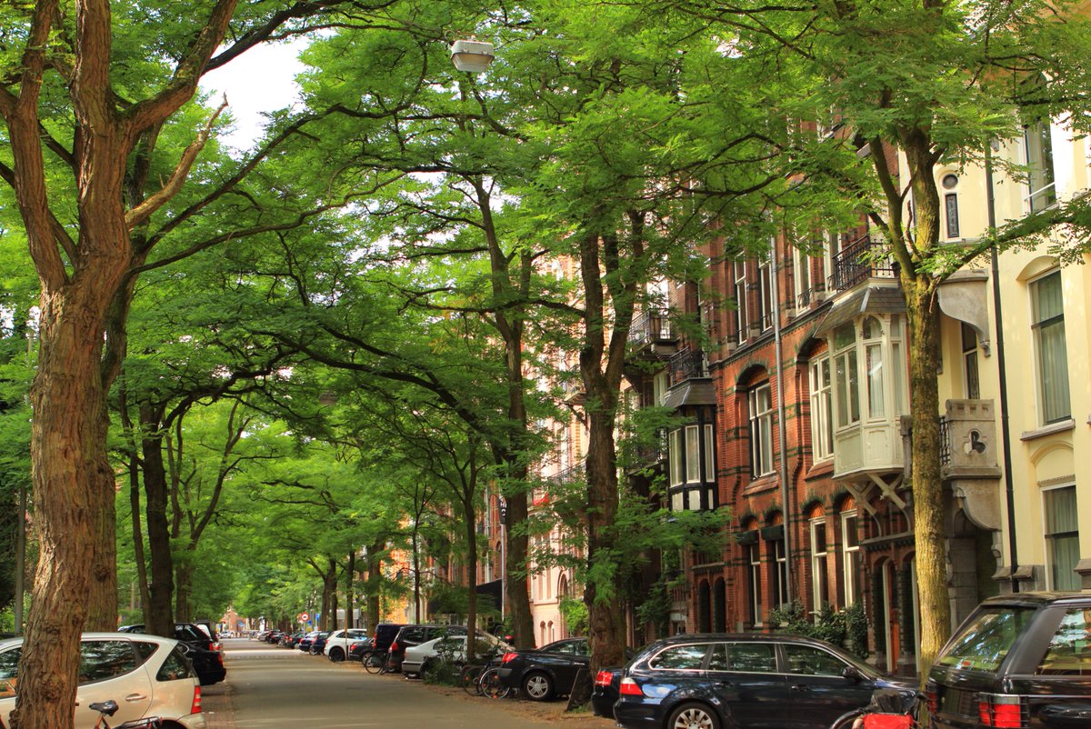 Street trees deserve a round of applause. They: 🚶‍♀️ Separate us from the roadways 🚙 Encourage slower driving ☀️ Cool our cities ☁️ Absorb pollution 🌸 Offer so much beauty