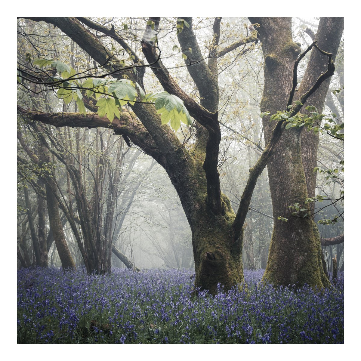 I love it when the bluebells come out, but they present additional challenges. 1) They restrict your freedom to roam. 2) They can overwhelm your attention to good composition, risking failure to notice the sycamore branch photobombing the foreground.🤦‍♂️