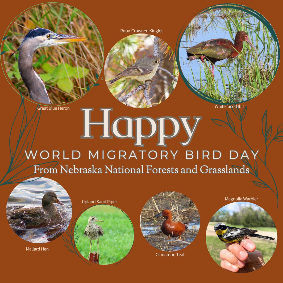 Migratory birds bring biodiversity by spreading seeds along their migration routes, offer enhanced pest control when they return, and some even contribute to the pollination of plants!
Thank a migratory bird today 🦆