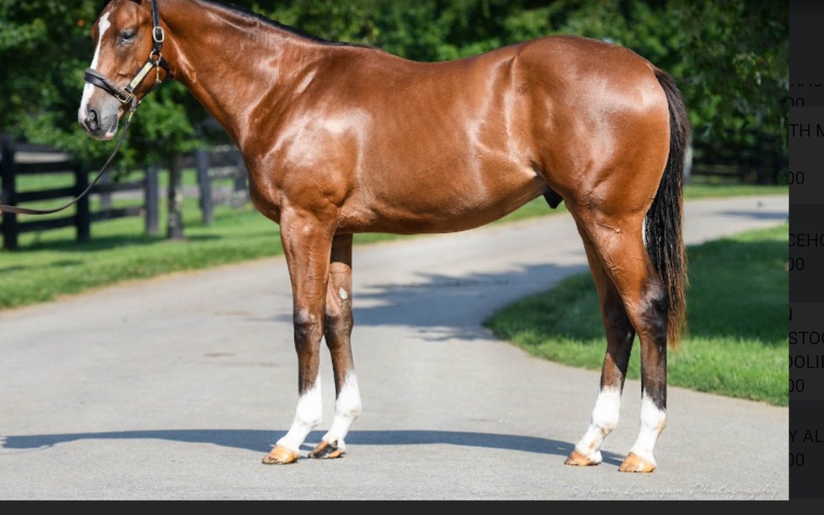 What made Authentic Spirit a 400k purchase at Fasig 23’ sale? Out of Brandy . Of course myracehorse bought it for and sold off to public for 735k all get rich