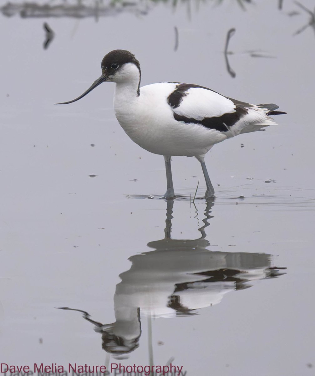 Avocet and its reflection