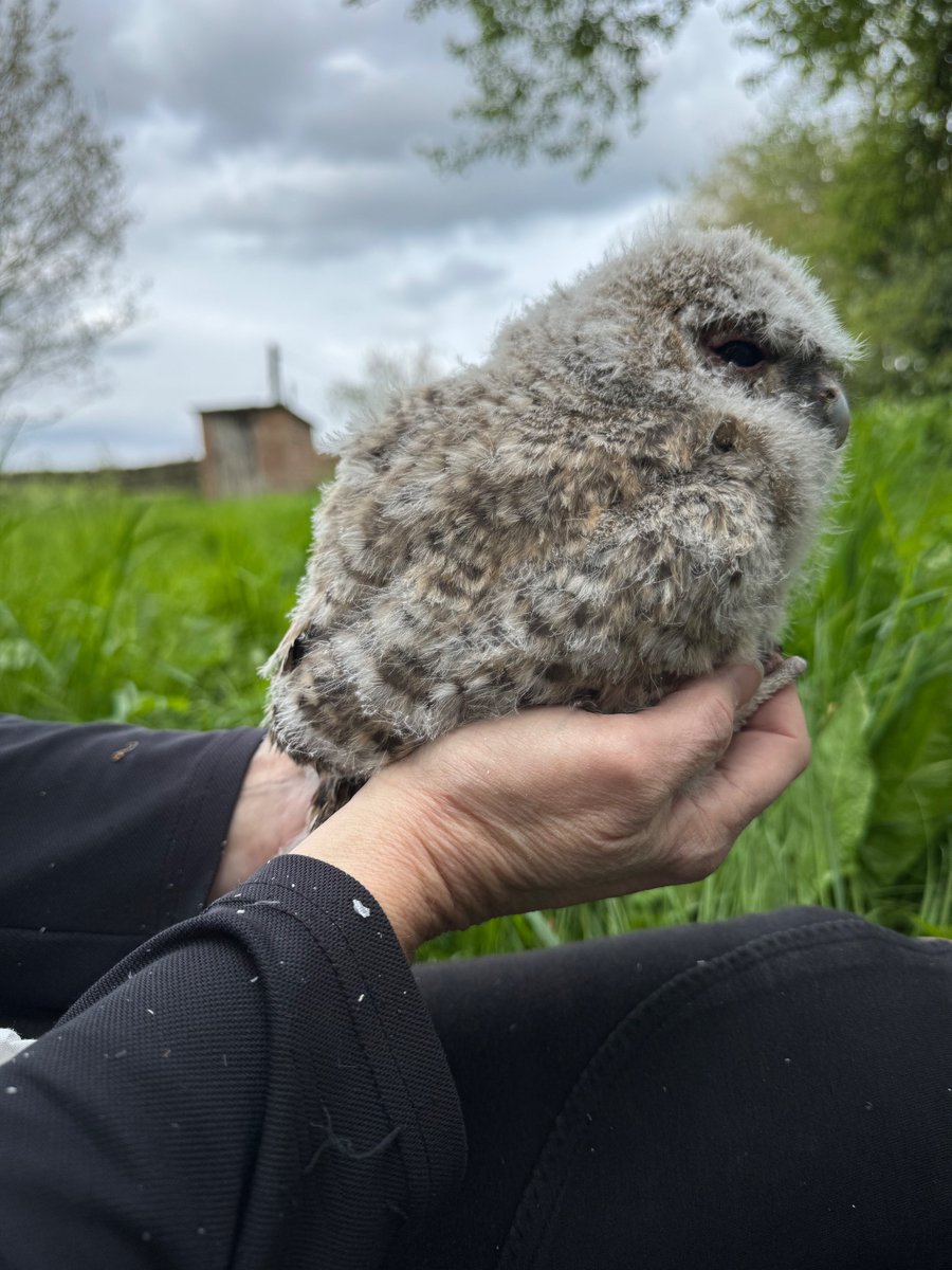 We are currently checking and ringing Tawny Owls chicks. Owls have nested in my garden @BarnOwlCentre box this year but they were only a day old on Sunday, always appear to be later in Forest of Dean than other areas.