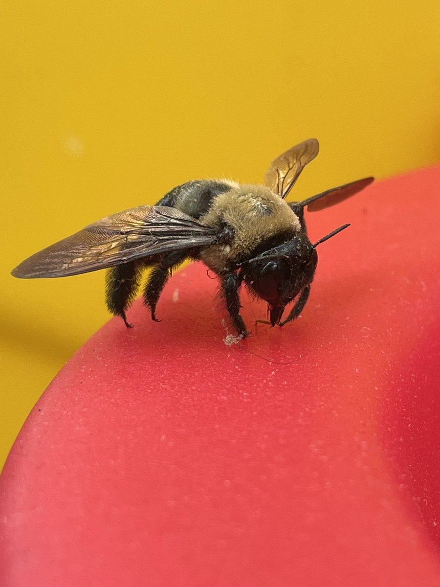 its_Crypto_Cam's tweet photo. GMGMGM
In the hive of life…we are all worker bees…tirelessly striving for our goals.
Remember…every drop of effort contributes to the honey 🍯 of success……
Let’s Keep Buzzing Web3 let’em know we a Big deal (yeah I said it) it’s all the way up where we headed…
#DoUgetIT https://t.co/4oTCT68ZkX