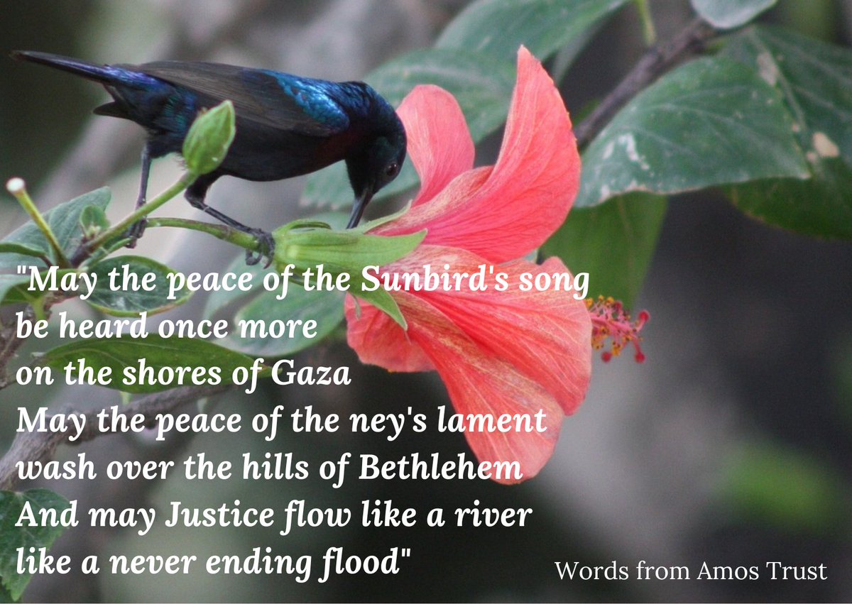 For Gaza and Palestine Alt Text 'May the peace of the sunbird's song be heard once more on the shores of Gaza May the peace of the ney's lament wash over the hills of Bethlehem And may justice flow like a river like a never ending flood.' Words from Amos Trust