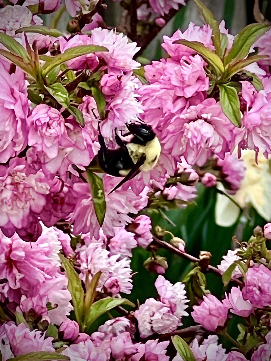 This bumblebee is working its magic!

#savethebees
#bumblebee
#noplanetb
