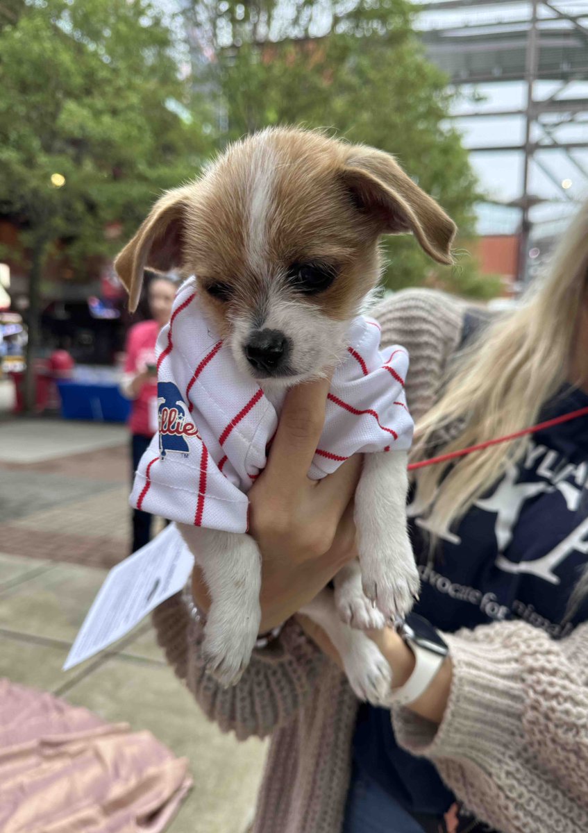 PSPCA's tweet photo. After his TV debut with the Phillies’ Phanatic last night, we thought Bugsy and his siblings would be adopted quickly.

But sadly, all FOUR of these tiny puppies are still waiting at our Philadelphia headquarters. 💔

Please share to help find these babies their homes today! https://t.co/PKqouojaFg