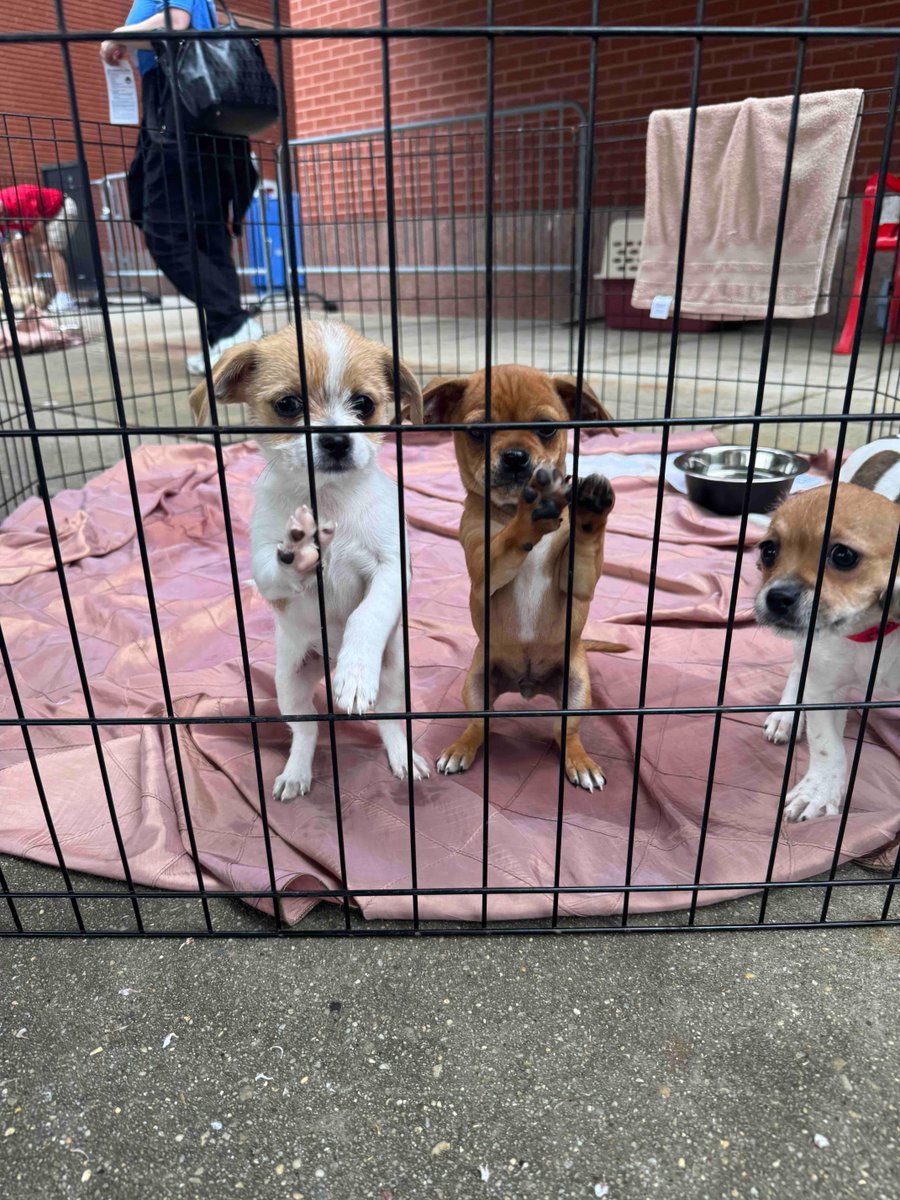 PSPCA's tweet photo. After his TV debut with the Phillies’ Phanatic last night, we thought Bugsy and his siblings would be adopted quickly.

But sadly, all FOUR of these tiny puppies are still waiting at our Philadelphia headquarters. 💔

Please share to help find these babies their homes today! https://t.co/PKqouojaFg