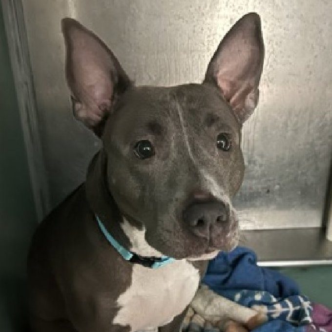 🚨Last call for super scared Rory, she is under kill command now. Found as a stray just days ago, came in trembling & still is. Listed b/c too afraid to come out of her kennel. Anyone for Rory? Just 2-y/o.