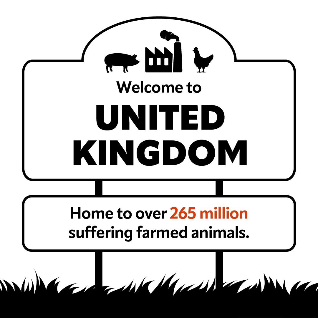 New figures show factory farms in the UK have increased by 12% in recent years. We must stop this spread of cruelty and end the suffering of farmed animals everywhere. You can help #EndIt ➡️ bit.ly/3yb2ohj