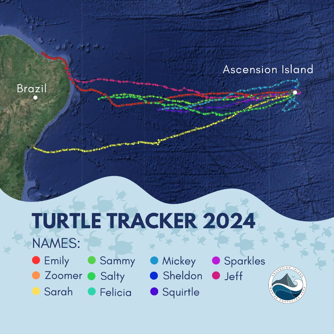 Emily, Jeff and Sarah have made it to Brazil! #TurtleTuesday 🐢 Follow this year's tagged turtles as they journey 2000 km across the Atlantic: my.wildlifecomputers.com/data/map/?id=6… @ExeterMarine @ukgovbluebelt 📷@Tags4Wildlife