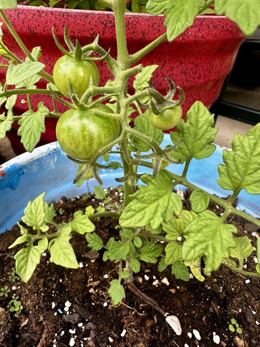 Baby tomatoes 🍅 #HealthyLiving #tomatoes #gardening