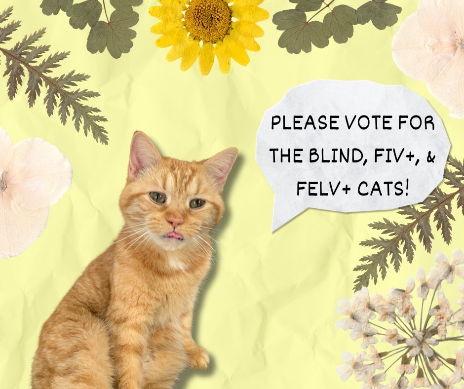Please consider voting for the blind, fiv, and felv+ cats! You may vote daily to help the kitties! 🌷
The contest is linked here: bit.ly/3Zj6DzE
** If you would like a daily email reminder, please email at blindcat@blindcatrescue.com **
Thank you for helping the cats!!