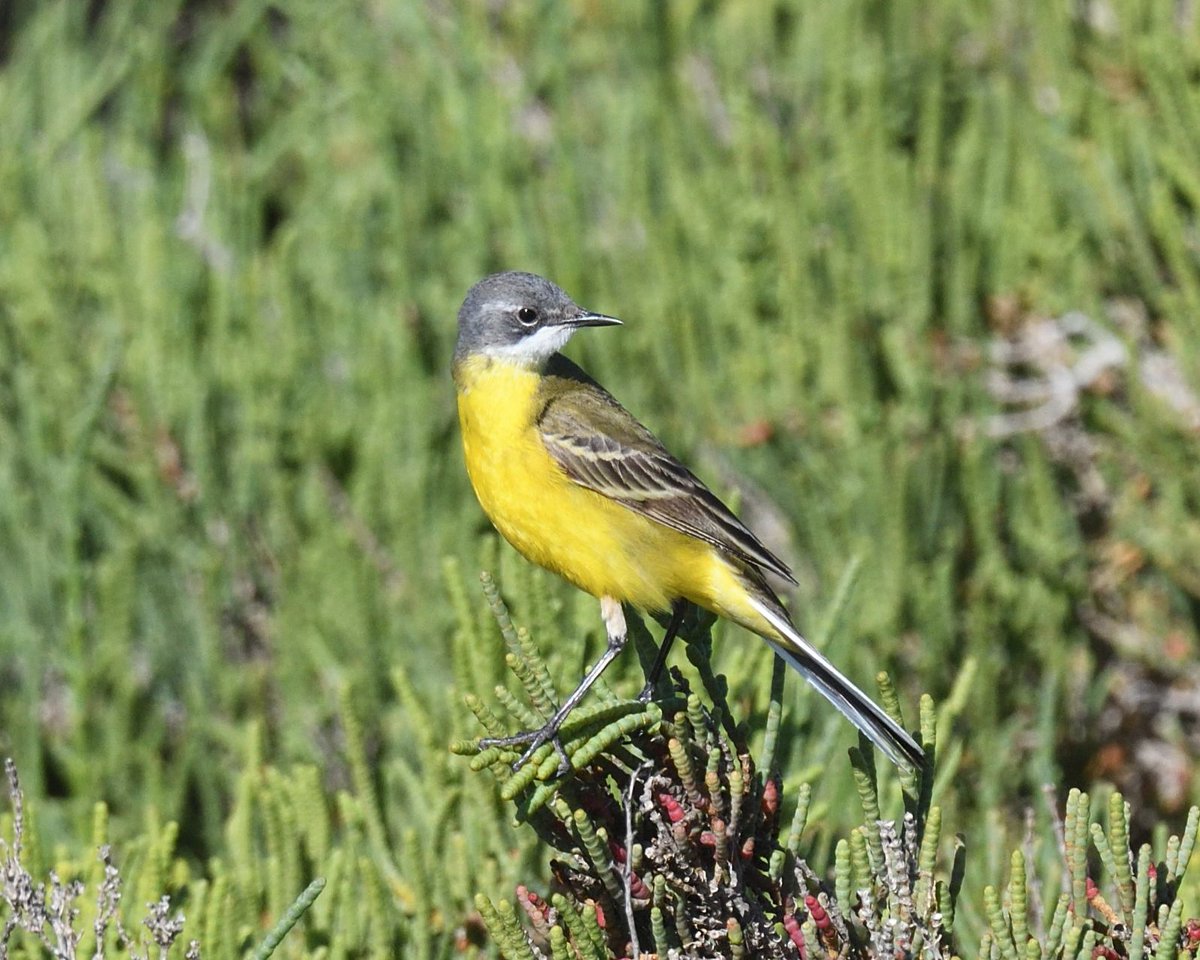 Lots of #YellowWagtails singing out on the salt marshes today, I think this might be the Cinereocapilla race #Camargue #France