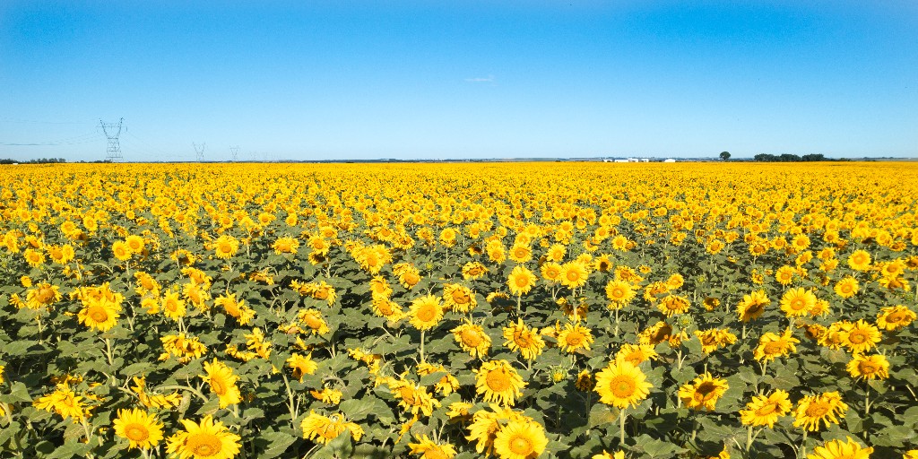 Celebrate #NationalTourismDay by exploring the legendary North Dakota! Got a memorable tale to share from your visit? We'd love to hear it! 👇