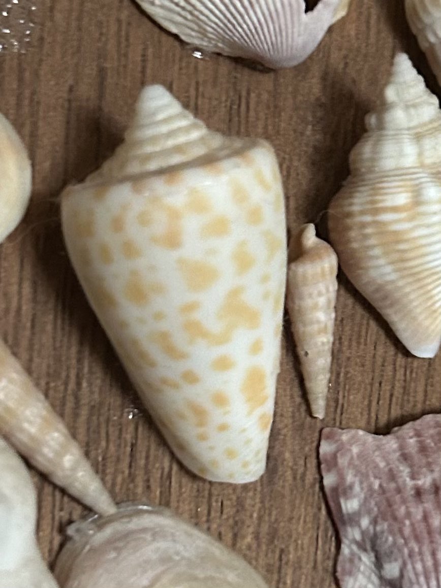 Got my Mothers Day gift from my oldest as she’s leaving today. In Sanibel Island 2008 we found a unique seashell together. Since then we got matching tats (2021) of that exact shell. Today she got me earrings with the seashell.  I love her so much.  I’m gonna miss her.